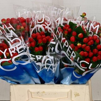 Freshy Hypericum Coco Tango