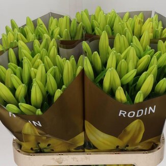 Freshy Lelie Longi x Aziatic Aqua Rodin