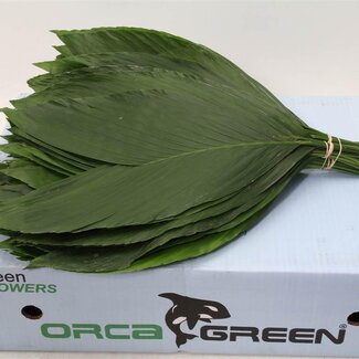 Freshy Rabbit Mittel | Farbe: Grün | Länge ± 50 centimeter | 30 Zweige pro Bündel | Pro 5 Bündel