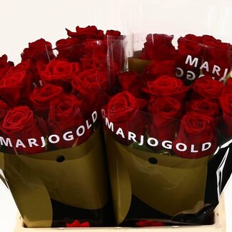 Freshy Rosa Red Naomi Marjo