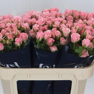 Freshy Sprayrose “Odilia” | Farbe: Rosa | Länge ± 70 centimeter | Pro 10 frische Blumen