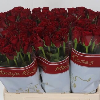 Freshy Rosen “Furiosa” | Farbe: Rot | Länge ± 60 centimeter | Pro 20 Rosen