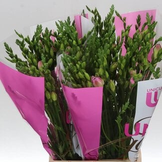 Freshy Freesia dubbel Rosario