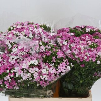 Freshy Duizendschoon “Amazon Rose” | Kleur: Roze | Lengte ± 60 centimeter | Per 50 verse bloemen