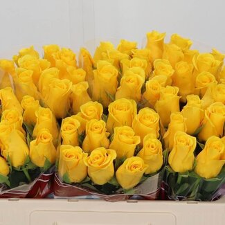 Freshy Rosa Momentum