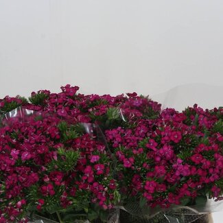 Freshy Duizendschoon Am Neon Cherry