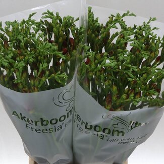 Freshy Freesia dubbel Mandarine