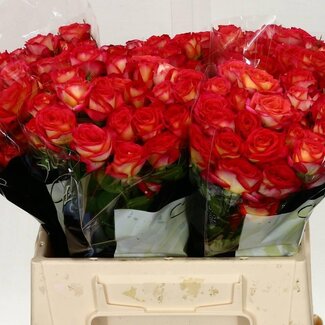 Freshy Trosrose “Summer Dance” | Farbe: Rot | Länge ± 40 centimeter | Pro 10 frische Blumen