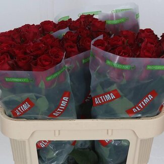 Freshy Rosa Madam Red