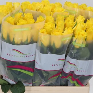 Freshy Rosa Goldfinch