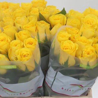 Freshy Rosa Goldfinch