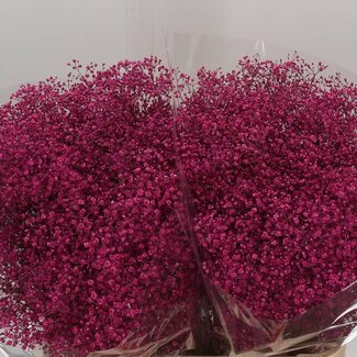 Freshy Gypsophila Gipskruid Kleurbehandeld “Million Cerise” | Kleur: Cerise | Lengte ± 60 centimeter | Per 25 stelen verse bloemen