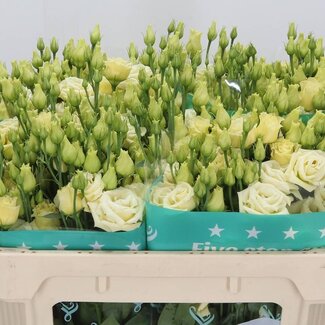 Freshy Eustoma Gevuld Rosi Geel