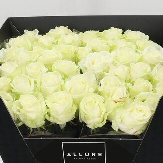 Freshy Rosen “Avalanche Koene White” | Farbe: Weiß | Länge ± 60 centimeter | Pro 10 Rosen