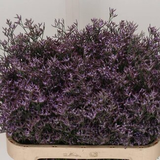 Freshy Limonium Safora “Lilac” | Kleur: Paars | Lengte ± 80 centimeter | Per 25 stelen verse bloemen