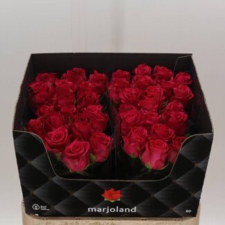 Freshy Rosa Xoch X L