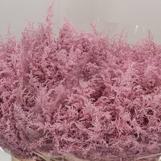Freshy Solidago Kleurbehandeld Licht Roze