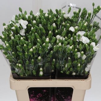 Freshy Trosanjer Enkelbloemig “Solomio Ard” | Kleur: Wit | Lengte ± 60 centimeter | Per 20 verse bloemen