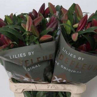 Freshy Lelie Oriental Aqua Lasting Love