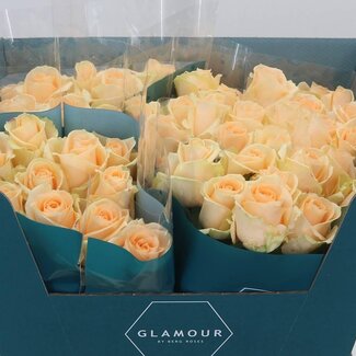 Freshy Rosa Avalanche Peach