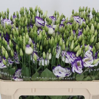 Freshy Eustoma Gevuld Rosi Blue Picotee