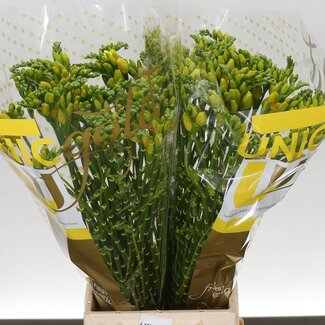 Freshy Freesia dubbel Soleil