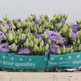 Freshy Eustoma Gevuld Corelli Lavender