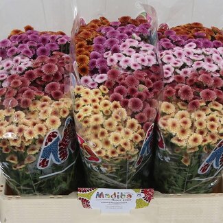 Freshy Chrysanthemum Chrysant Santini “Mad Tyolo Mix” | Kleur: Gemengde Kleuren | Lengte ± 55 centimeter | Per 25 stelen verse bloemen