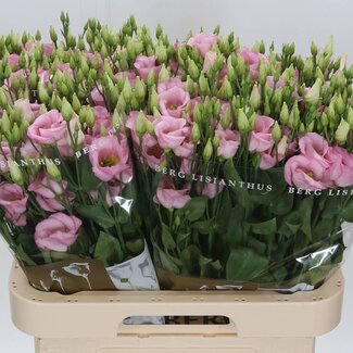 Freshy Eustoma Enkelbloemig Claire L Pink