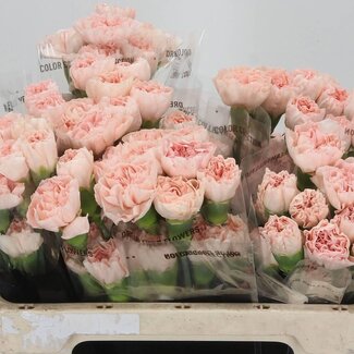 Freshy Korte Anjer “Lizzy” | Kleur: Oranjeroze | Lengte ± 55 centimeter | Per 20 verse bloemen