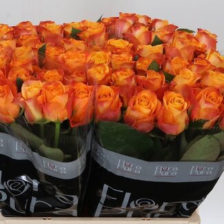 Freshy Rosa Solarflare