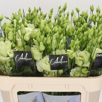 Freshy Eustoma Gevuld Alissa Green