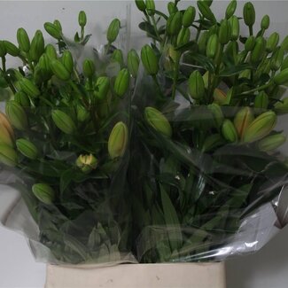 Freshy Lelie Longi x Aziatic Aqua Twinny Peach