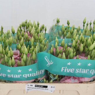 Freshy Eustoma Gevuld Cotton Candy