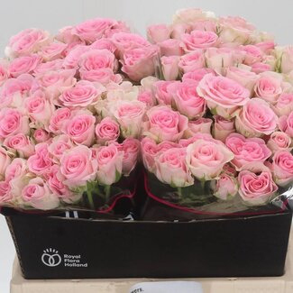 Freshy Holländische Trosrose “Good Mood” | Farbe: Rosa | Länge ± 40 centimeter | Pro 20 frische Blumen