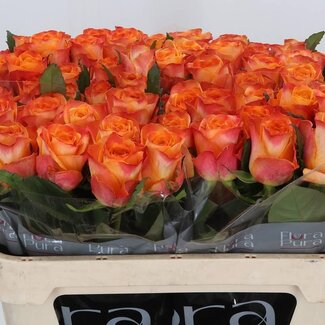 Freshy Rosa Solarflare