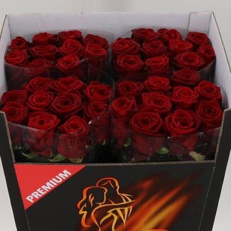 Freshy Rosa Red Naomi Supra