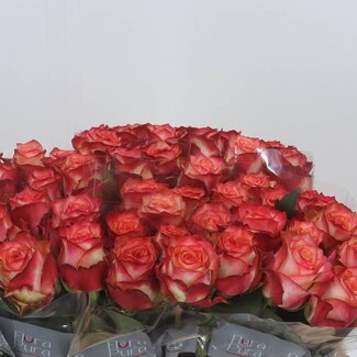 Freshy Rosen “Attraction” | Farbe: Rot | Länge ± 50 centimeter | Pro 20 Rosen