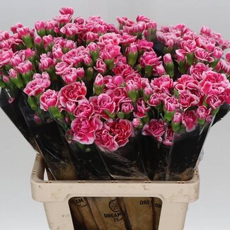 Freshy Trosanjer “Cosmocherry” | Kleur: Roze | Lengte ± 60 centimeter | Per 25 verse bloemen