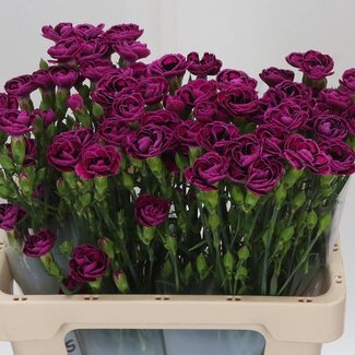 Freshy Di Tropic Butterfly