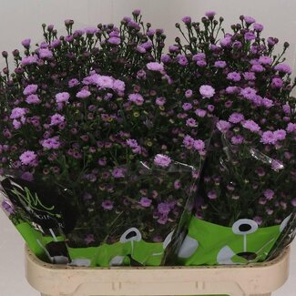 Freshy Nieuwnederlandse Aster Novi-Belgii “Double Date Pink” | Kleur: Paars | Lengte ± 80 centimeter | Per 25 stelen verse bloemen