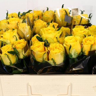 Freshy Rosa Golden Smile