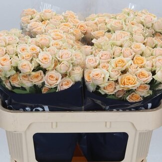 Freshy Traubenrosen “Trinity” | Farbe: Orange | Länge ± 70 centimeter | Pro 10 Traubenrosen