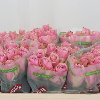 Freshy Rosa Athena Royale