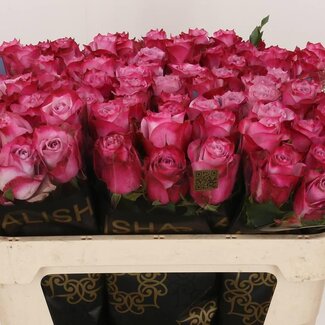 Freshy Rosa Deep Purple