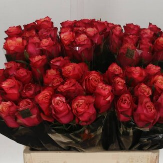 Freshy Rozen “Bogart” | Kleur: Rood | Lengte ± 60 centimeter | Per 20 rozen