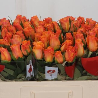 Freshy Rosen “Suncatcher” | Farbe: Gelborange | Länge ± 50 centimeter | Pro 20 Rosen