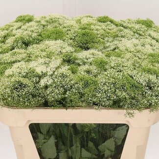 Freshy Trachelium “White Lake Michigan” | Farbe: Weiß | Länge ± 70 centimeter | Pro 20 frische Blumen