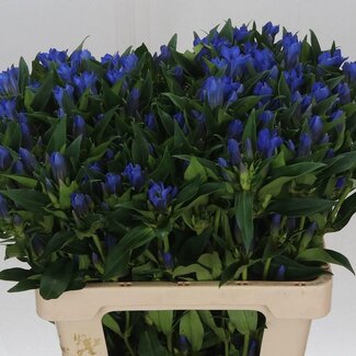 Freshy Gentiana Gentiaan “Kagayaki” | Kleur: Blauw | Lengte ± 60 centimeter | Per 10 stelen verse bloemen