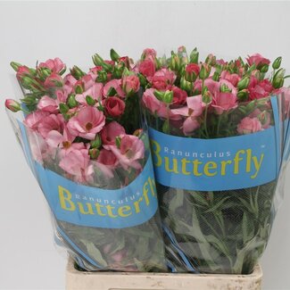 Freshy Ranunculus Butterfly Lycia